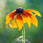 Daisy, Gloriosa - Jumbo Black Eyed Susan (Rudbeckia hirta) - 100 Seeds seed packet from Seed Therapy – American - grown, heirloom seeds