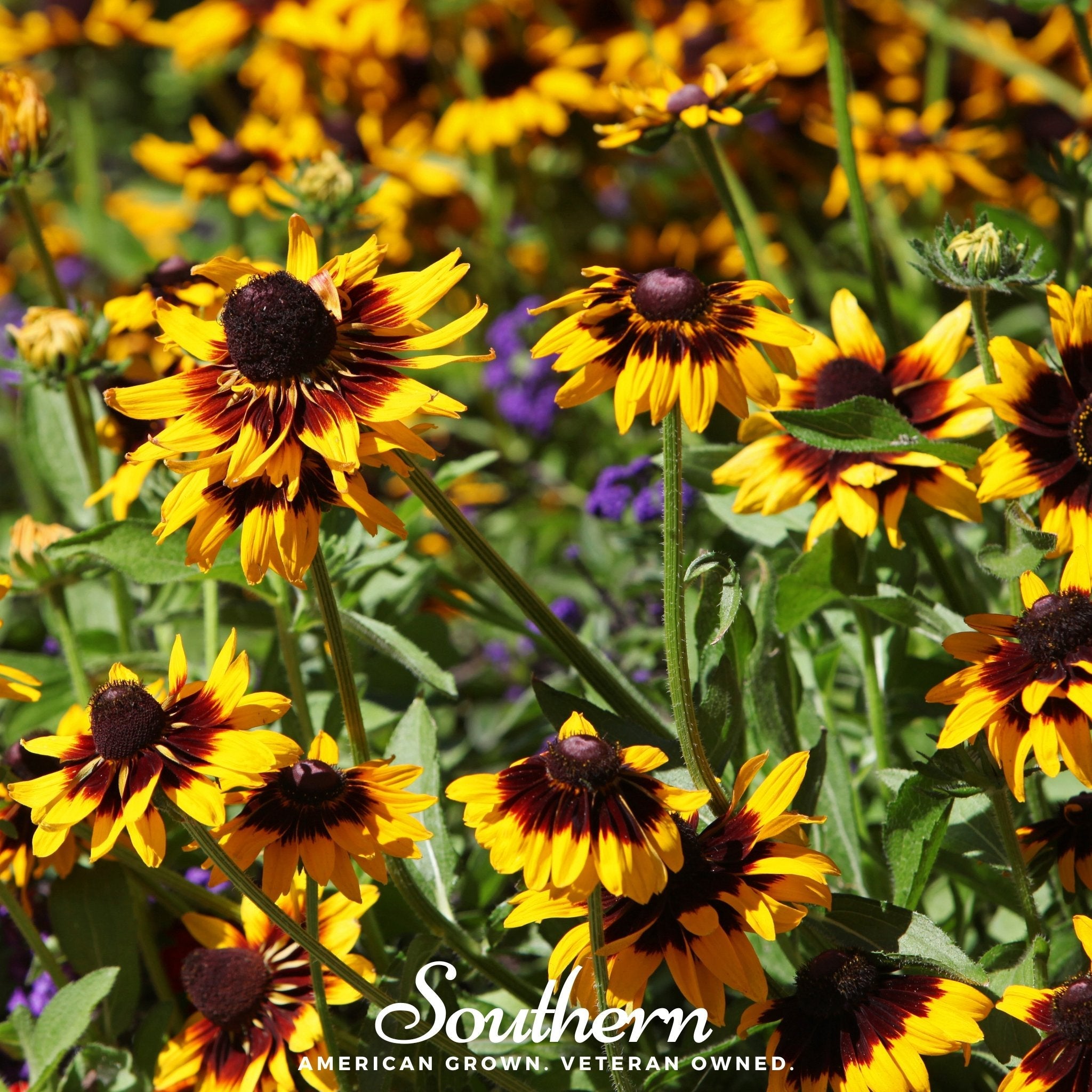 Daisy, Gloriosa - Jumbo Black Eyed Susan (Rudbeckia hirta) - 100 Seeds seed packet from Seed Therapy – American - grown, heirloom seeds