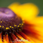 Daisy, Gloriosa - Jumbo Black Eyed Susan (Rudbeckia hirta) - 100 Seeds seed packet from Seed Therapy – American - grown, heirloom seeds