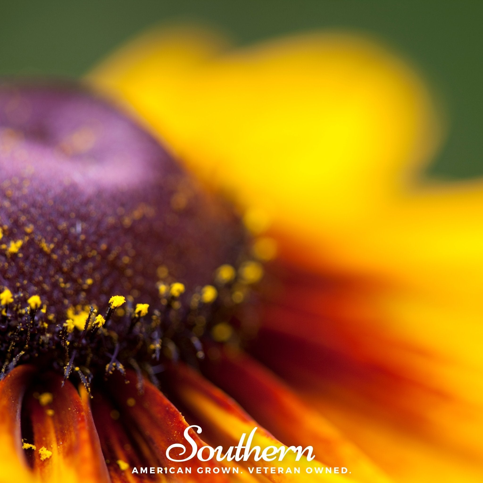 Daisy, Gloriosa - Jumbo Black Eyed Susan (Rudbeckia hirta) - 100 Seeds seed packet from Seed Therapy – American - grown, heirloom seeds
