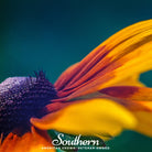 Daisy, Gloriosa - Jumbo Black Eyed Susan (Rudbeckia hirta) - 100 Seeds seed packet from Seed Therapy – American - grown, heirloom seeds