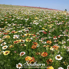 Daisy, Painted (Chrysanthemum carinatum) - 100 Seeds seed packet from Seed Therapy – American - grown, heirloom seeds