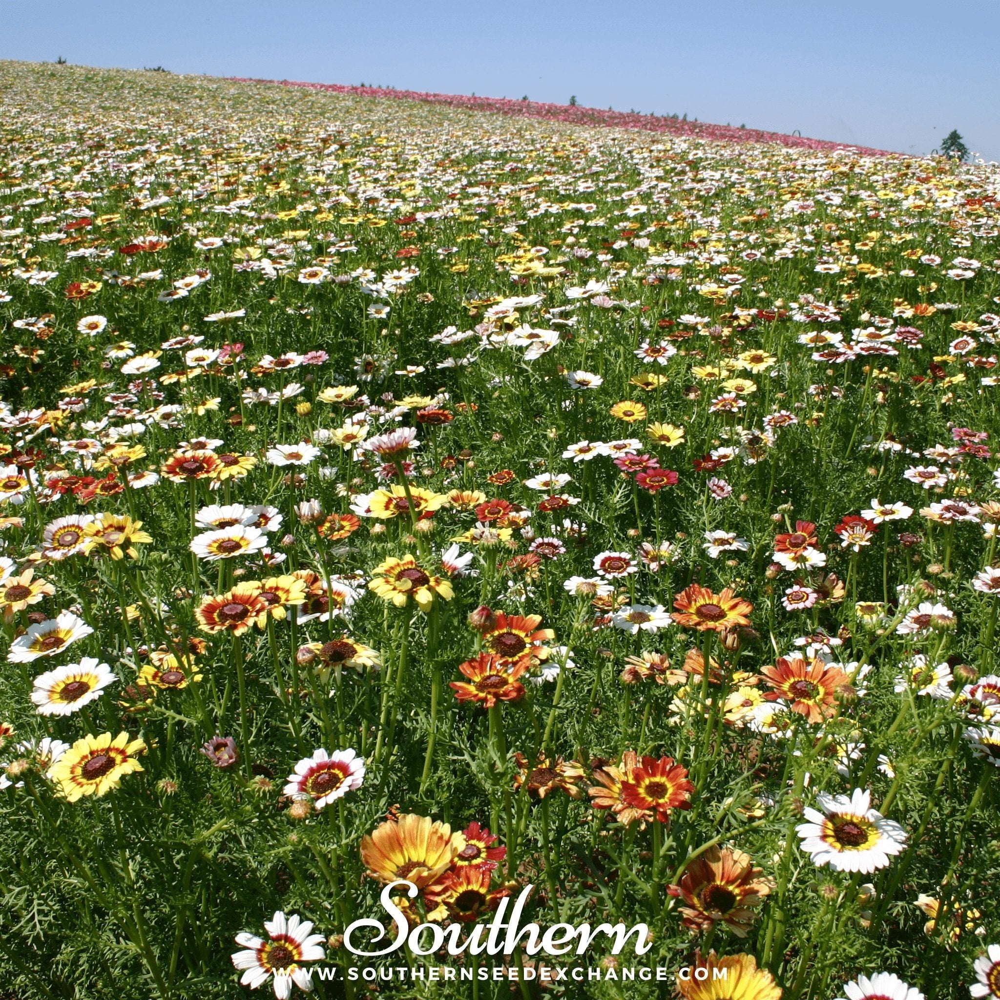 Daisy, Painted (Chrysanthemum carinatum) - 100 Seeds seed packet from Seed Therapy – American - grown, heirloom seeds