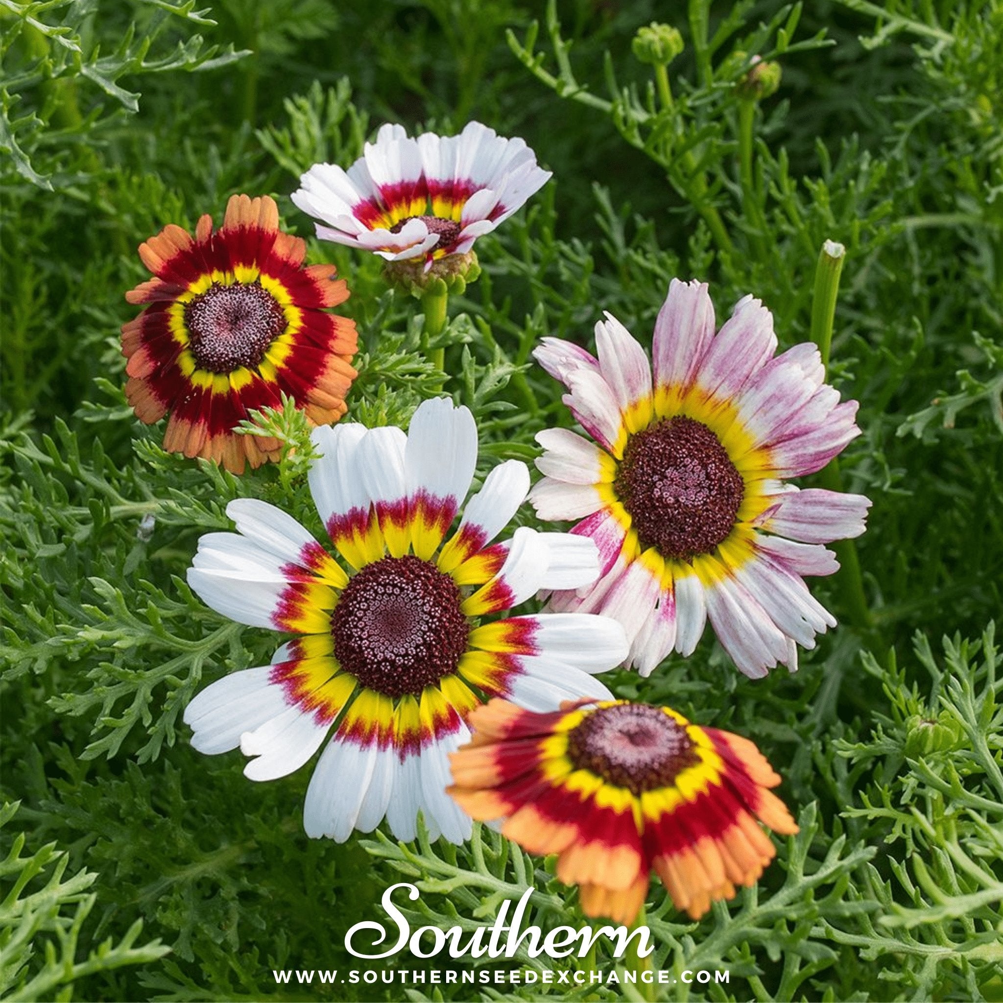 Daisy, Painted (Chrysanthemum carinatum) - 100 Seeds seed packet from Seed Therapy – American - grown, heirloom seeds