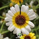 Daisy, Polar Star (Chrysanthemum carinatum) - 50 Seeds seed packet from Seed Therapy – American - grown, heirloom seeds