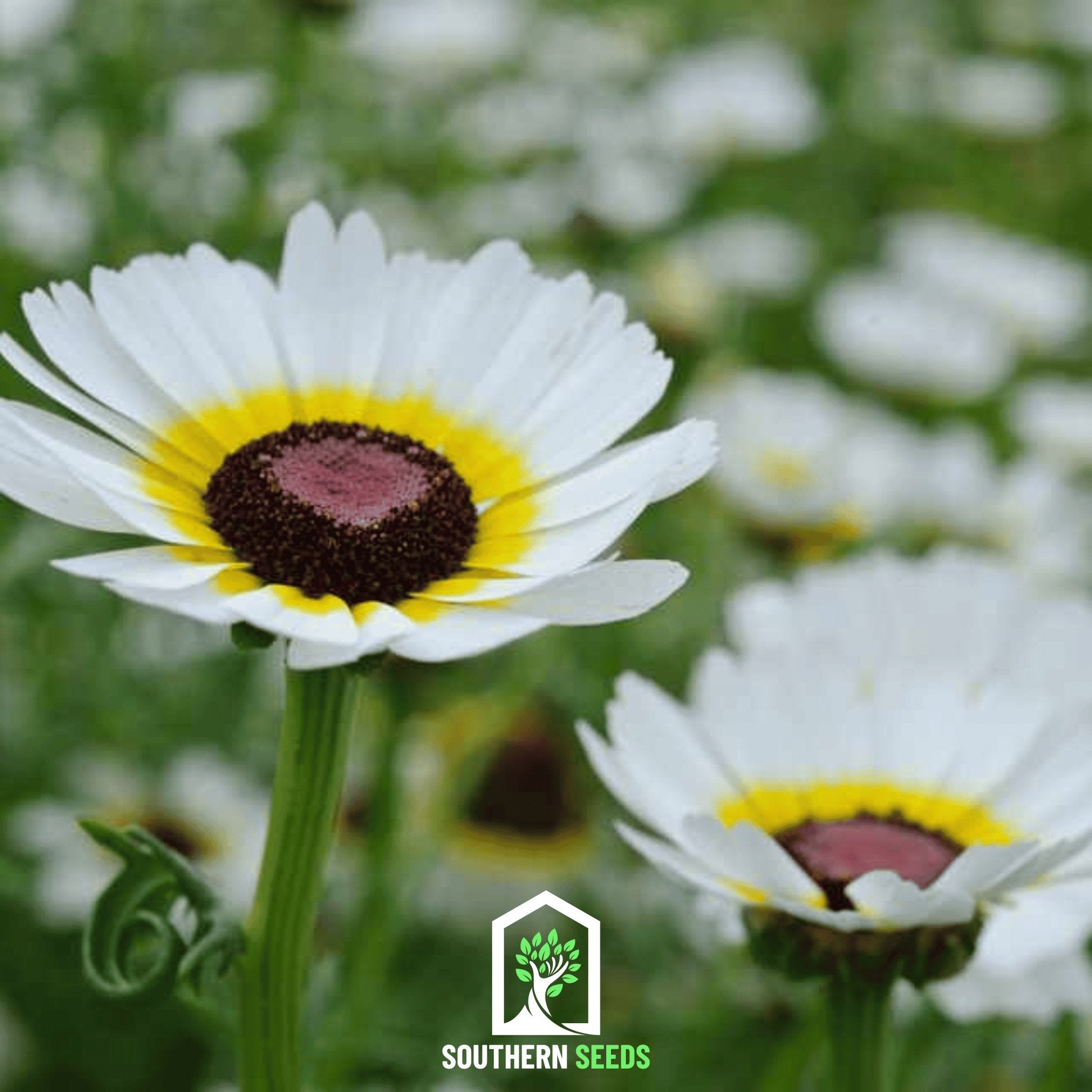 Daisy, Polar Star (Chrysanthemum carinatum) - 50 Seeds seed packet from Seed Therapy – American - grown, heirloom seeds