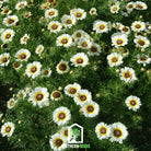 Daisy, Polar Star (Chrysanthemum carinatum) - 50 Seeds seed packet from Seed Therapy – American - grown, heirloom seeds