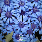 Daisy, The Blues Blue (Felicia heterophylla) - 50 Seeds seed packet from Seed Therapy – American - grown, heirloom seeds