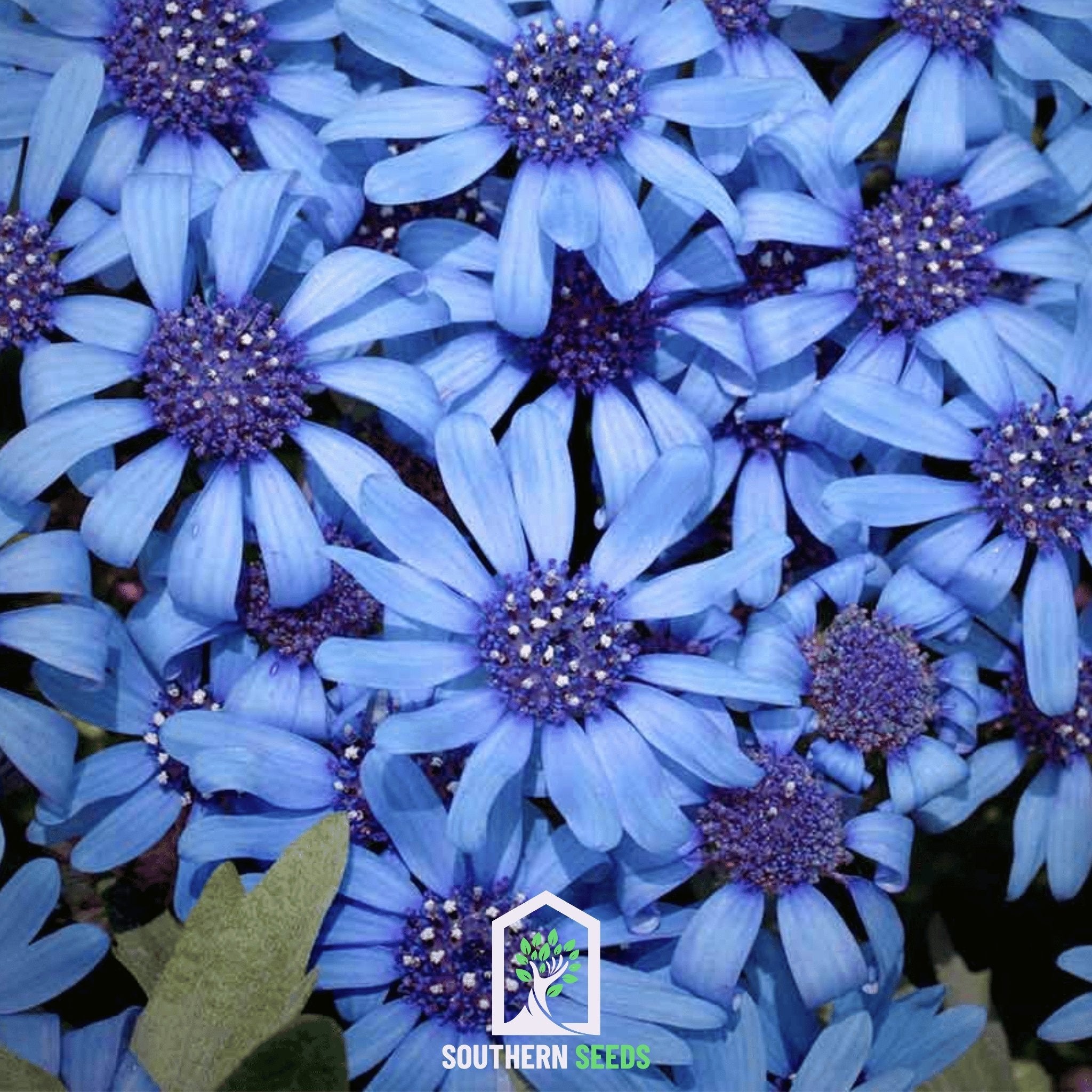 Daisy, The Blues Blue (Felicia heterophylla) - 50 Seeds seed packet from Seed Therapy – American - grown, heirloom seeds