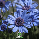 Daisy, The Blues Blue (Felicia heterophylla) - 50 Seeds seed packet from Seed Therapy – American - grown, heirloom seeds