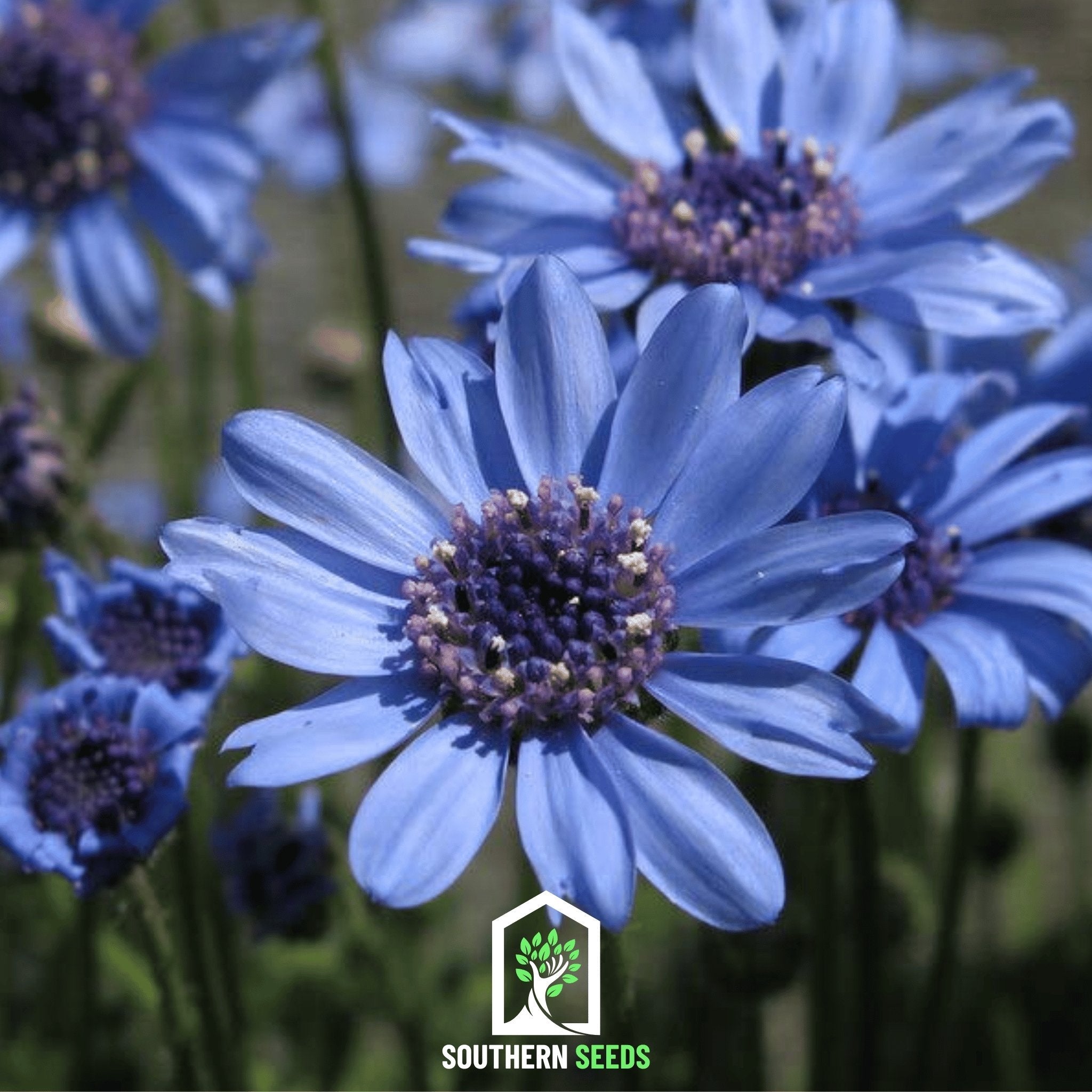 Daisy, The Blues Blue (Felicia heterophylla) - 50 Seeds seed packet from Seed Therapy – American - grown, heirloom seeds