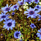 Daisy, The Blues Blue (Felicia heterophylla) - 50 Seeds seed packet from Seed Therapy – American - grown, heirloom seeds