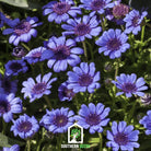 Daisy, The Blues Blue (Felicia heterophylla) - 50 Seeds seed packet from Seed Therapy – American - grown, heirloom seeds