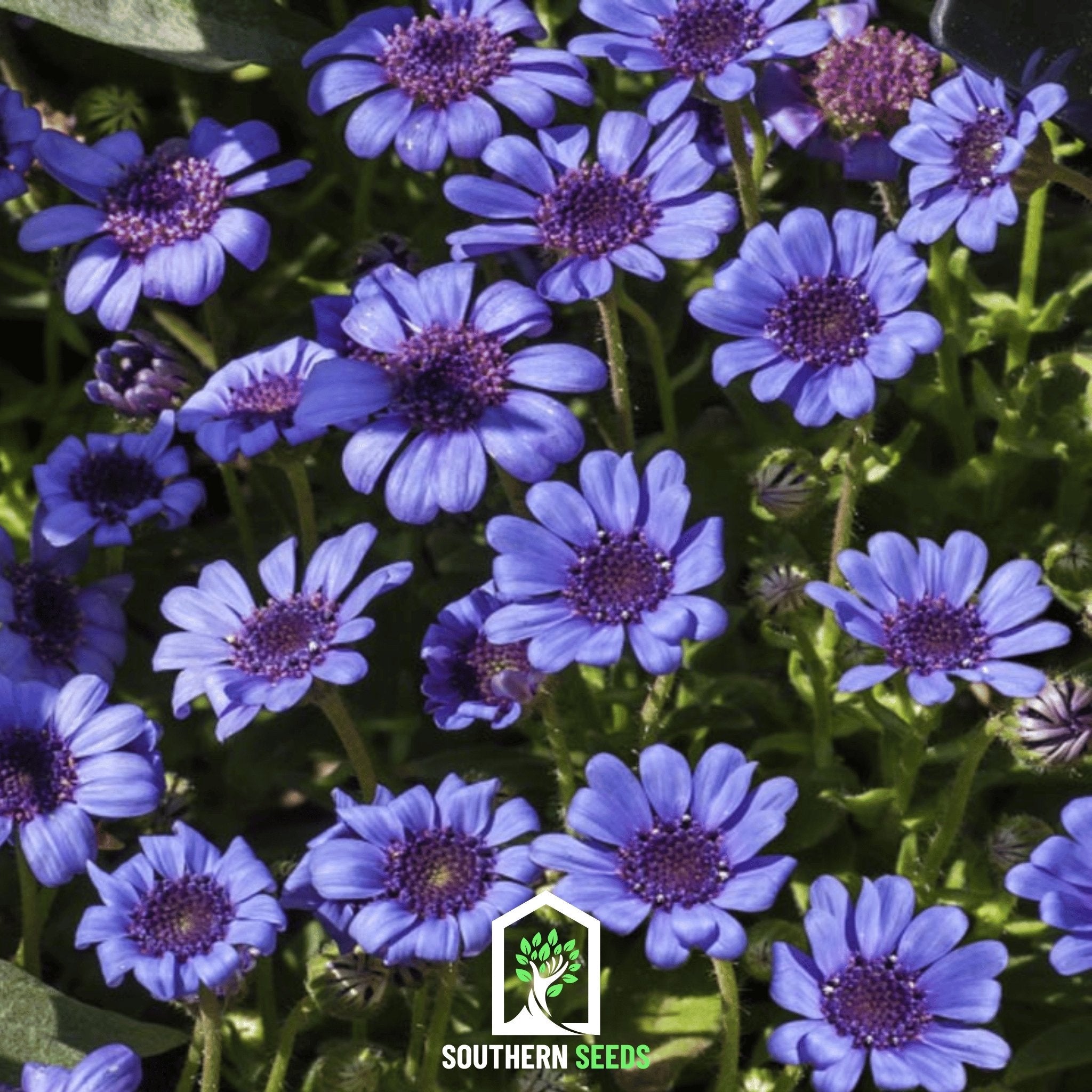 Daisy, The Blues Blue (Felicia heterophylla) - 50 Seeds seed packet from Seed Therapy – American - grown, heirloom seeds