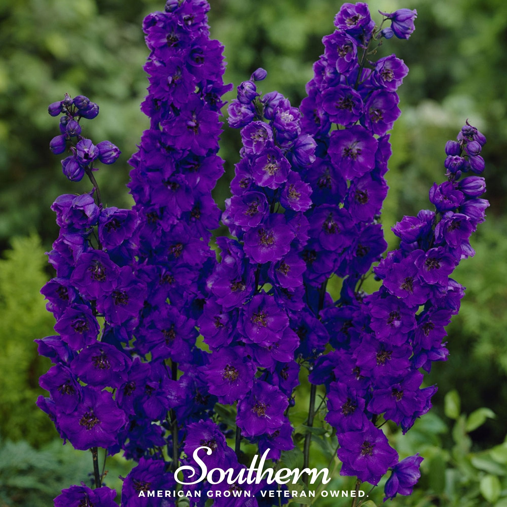 Delphinium, Black Knight (Dephinium x cultorum) - 25 Seeds seed packet from Seed Therapy – American - grown, heirloom seeds