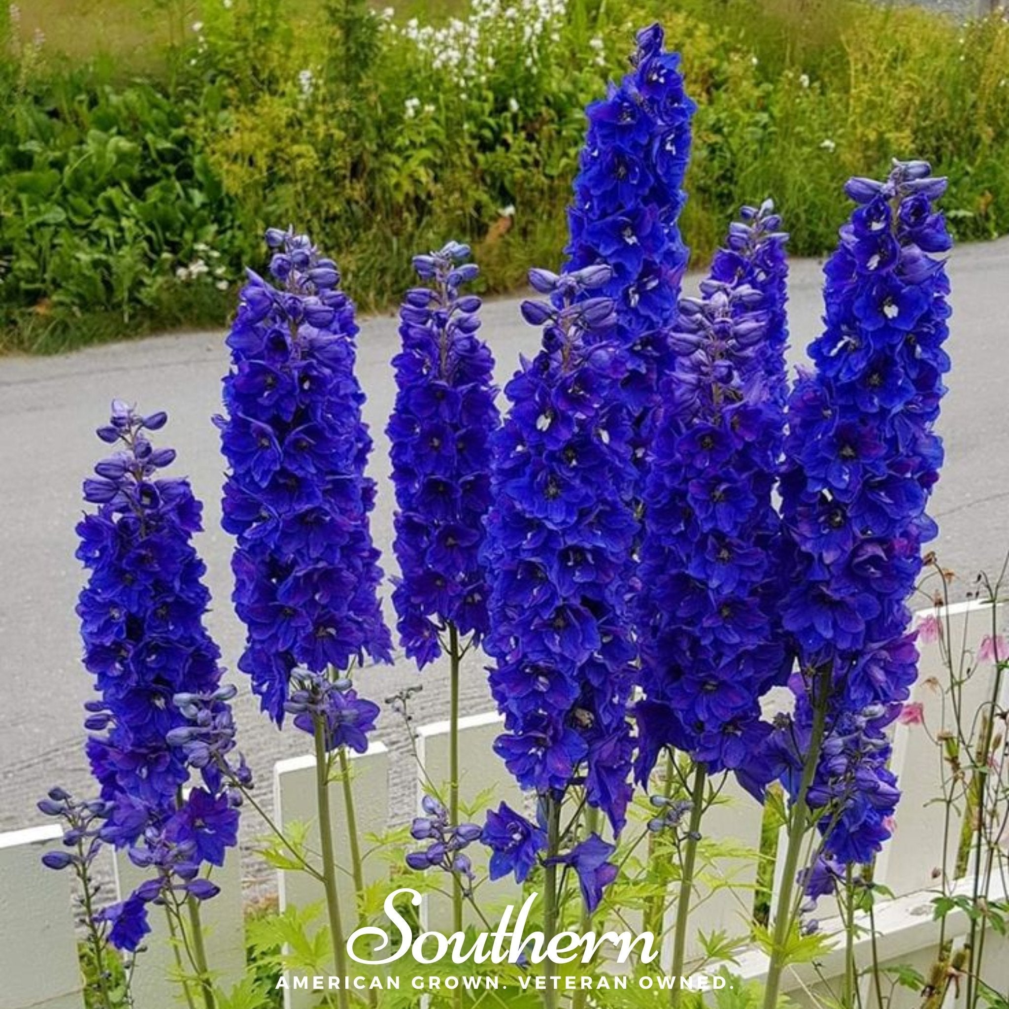 Delphinium, Black Knight (Dephinium x cultorum) - 25 Seeds seed packet from Seed Therapy – American - grown, heirloom seeds