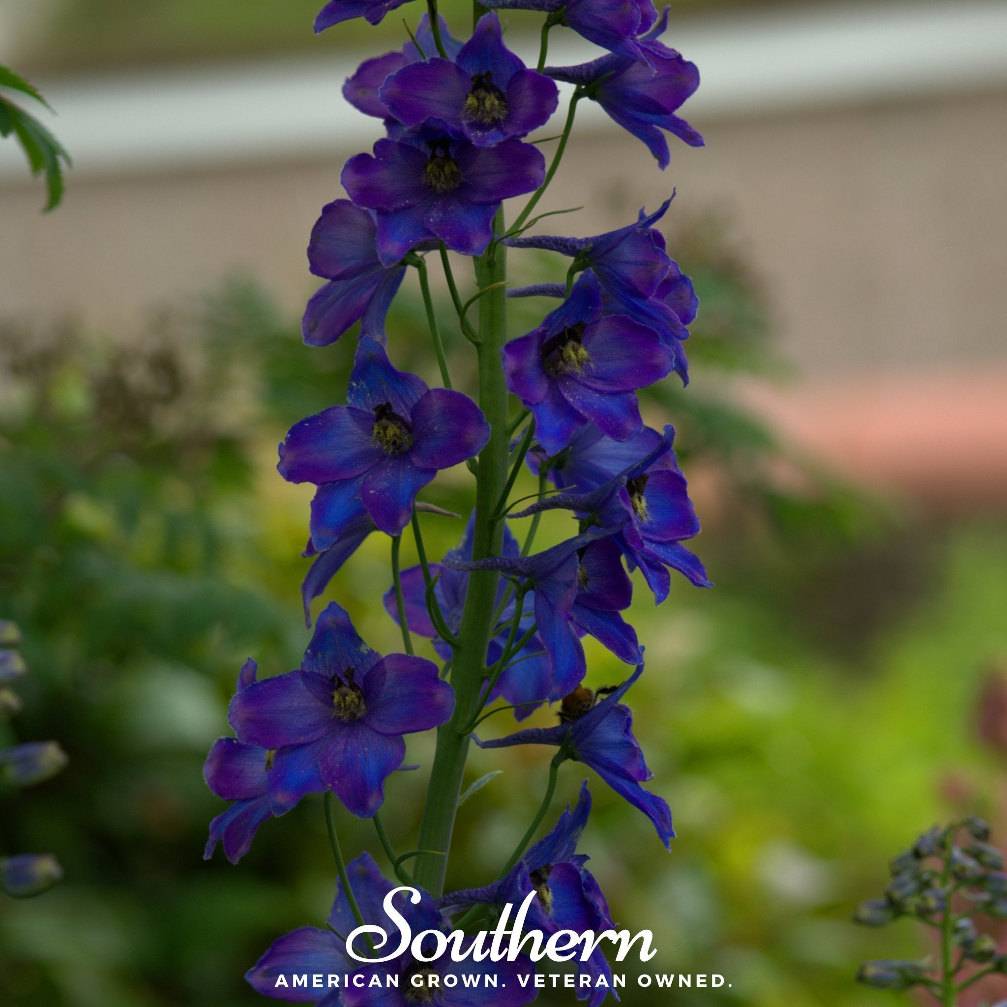 Delphinium, Black Knight (Dephinium x cultorum) - 25 Seeds seed packet from Seed Therapy – American - grown, heirloom seeds