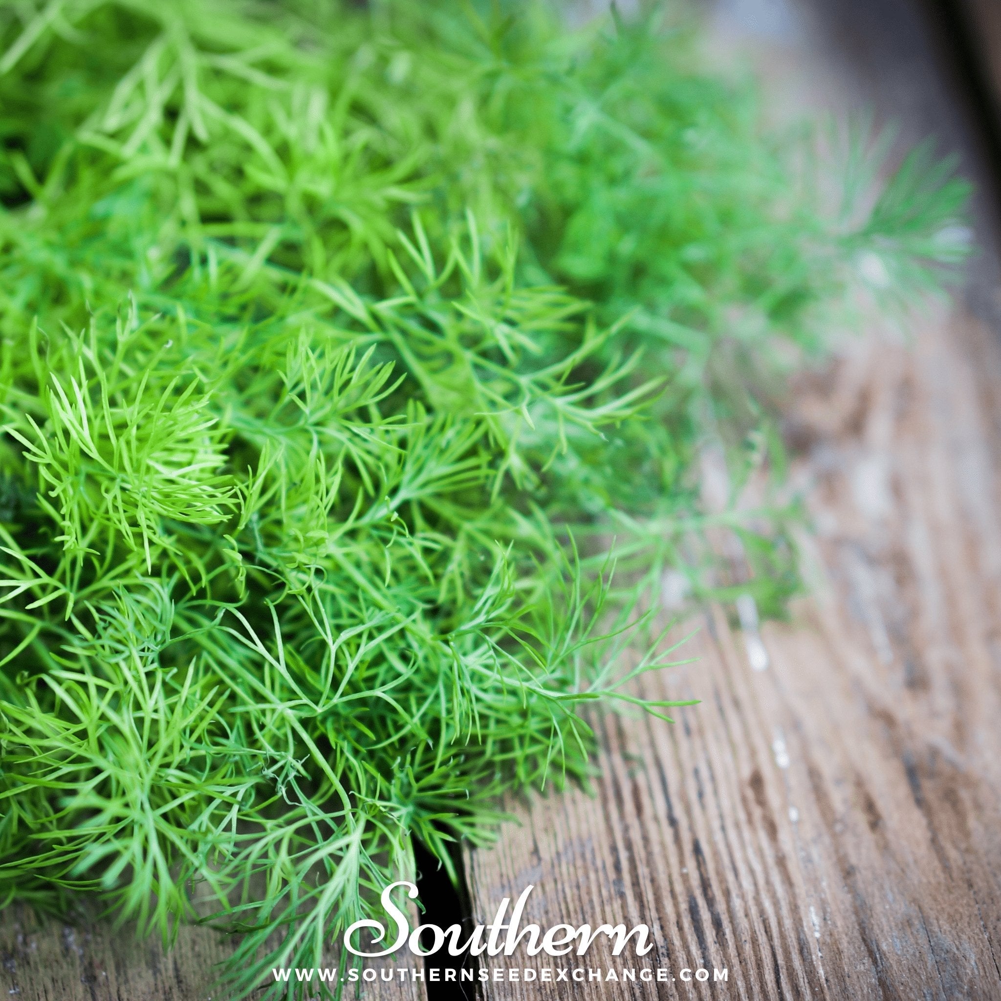 Dill, Bouquet (Anethum graveolens) - 100 Seeds seed packet from Seed Therapy – American - grown, heirloom seeds