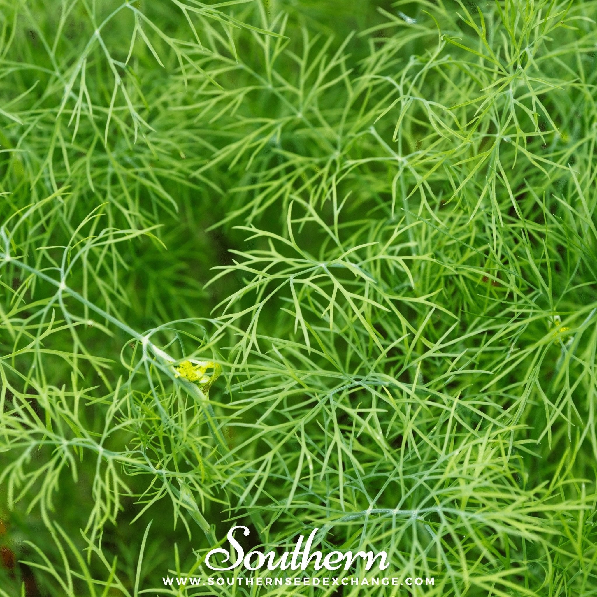 Dill, Bouquet (Anethum graveolens) - 100 Seeds seed packet from Seed Therapy – American - grown, heirloom seeds