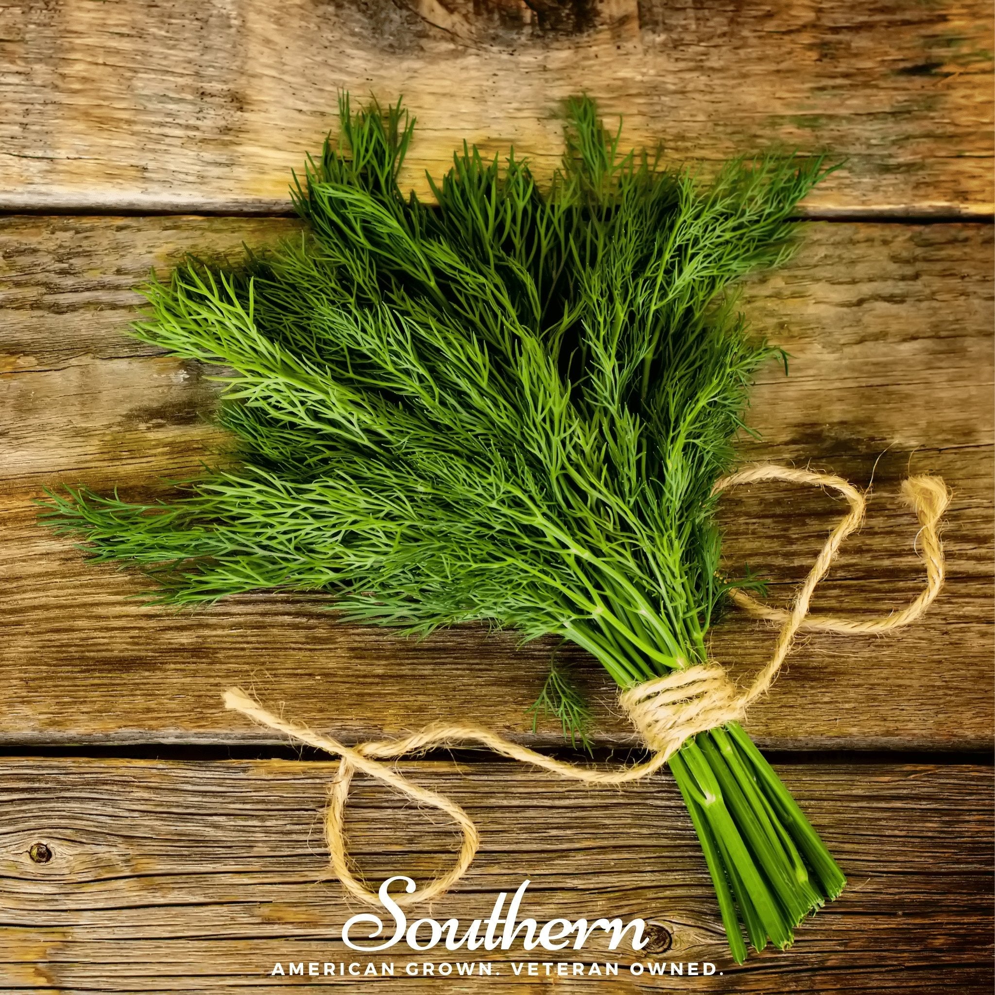 Dill, Dukat (Anethum graveolens) - 100 Seeds seed packet from Seed Therapy – American - grown, heirloom seeds