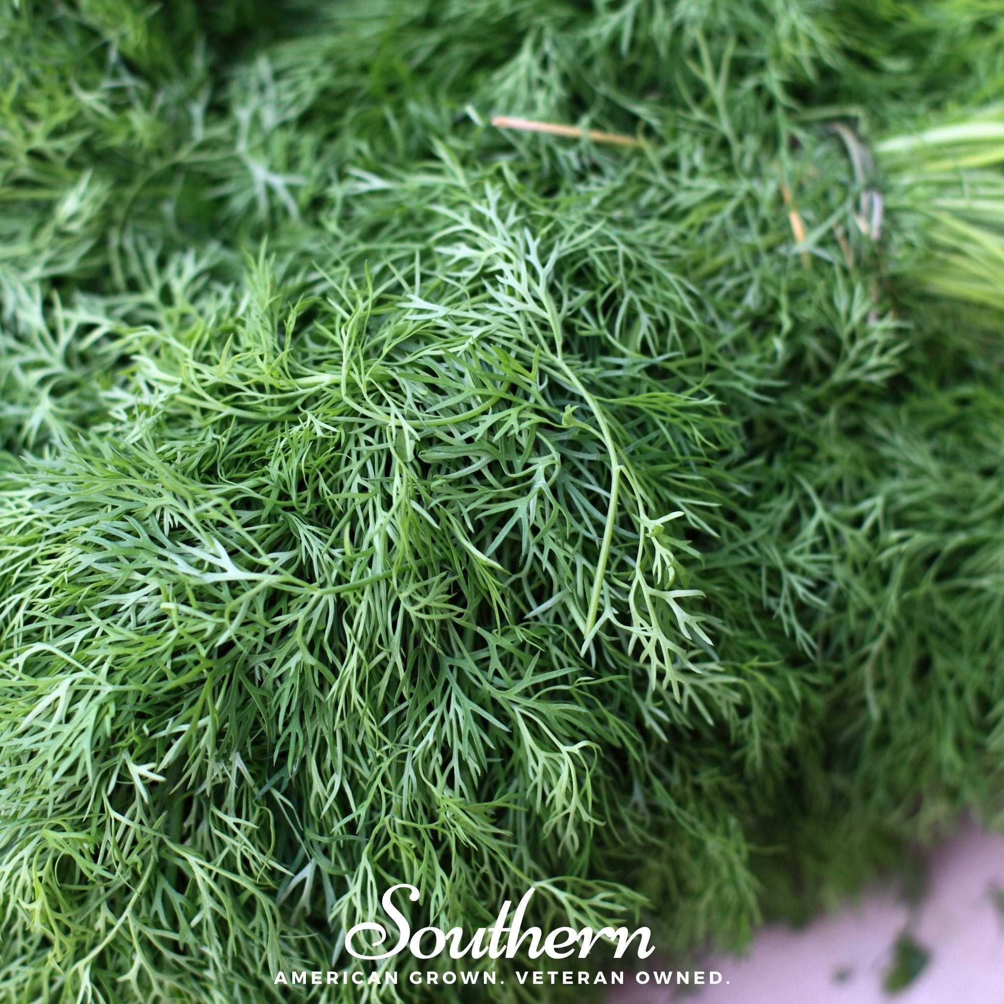 Dill, Dwarf Fernleaf (Anethum graveolens) - 100 Seeds seed packet from Seed Therapy – American - grown, heirloom seeds