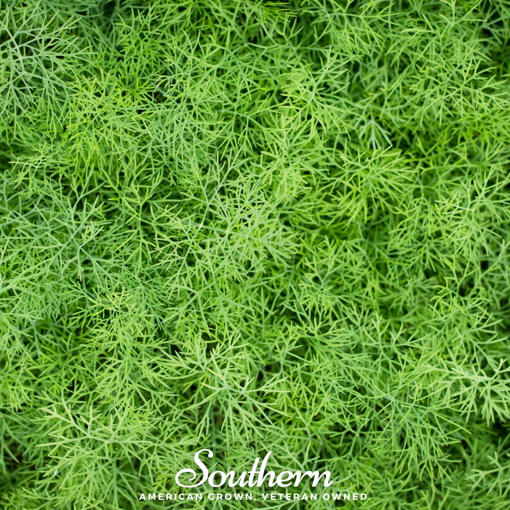 Dill, Dwarf Fernleaf (Anethum graveolens) - 100 Seeds seed packet from Seed Therapy – American - grown, heirloom seeds