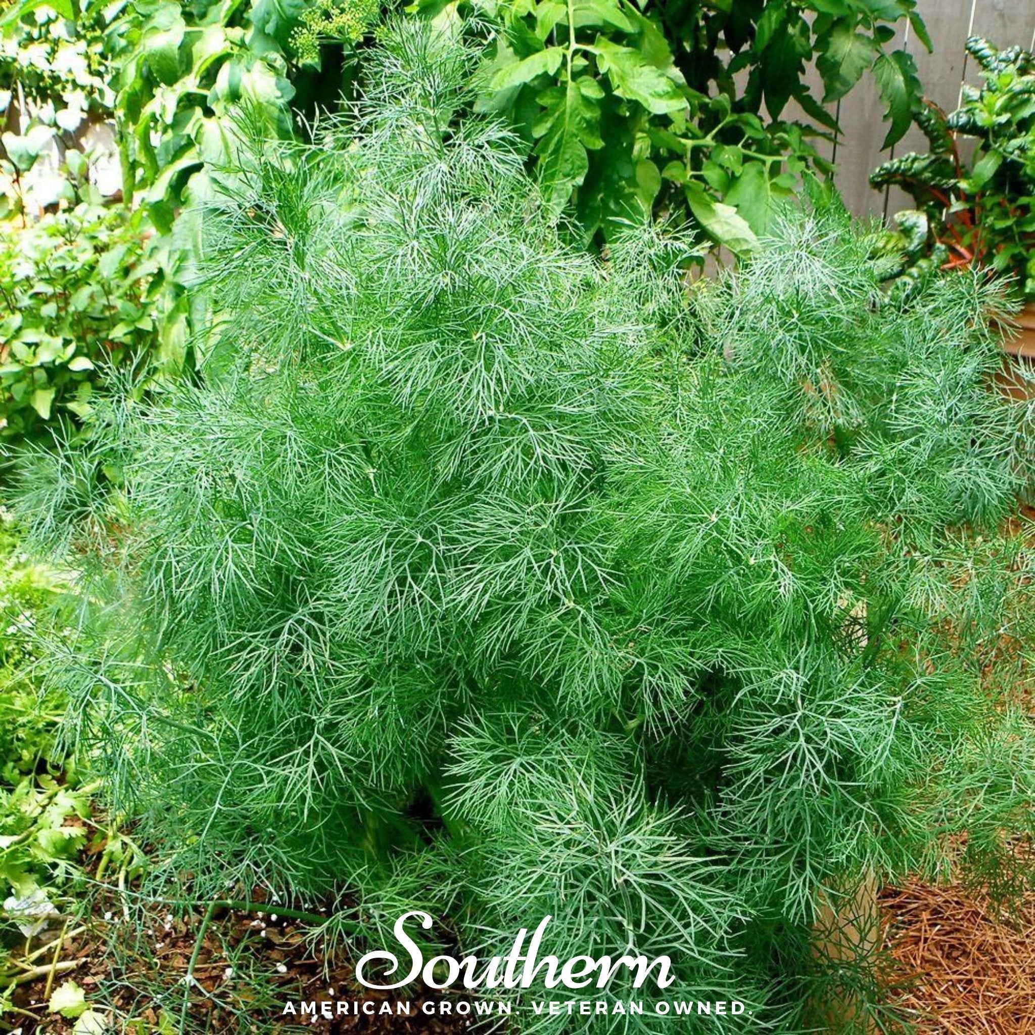 Dill, Dwarf Fernleaf (Anethum graveolens) - 100 Seeds seed packet from Seed Therapy – American - grown, heirloom seeds