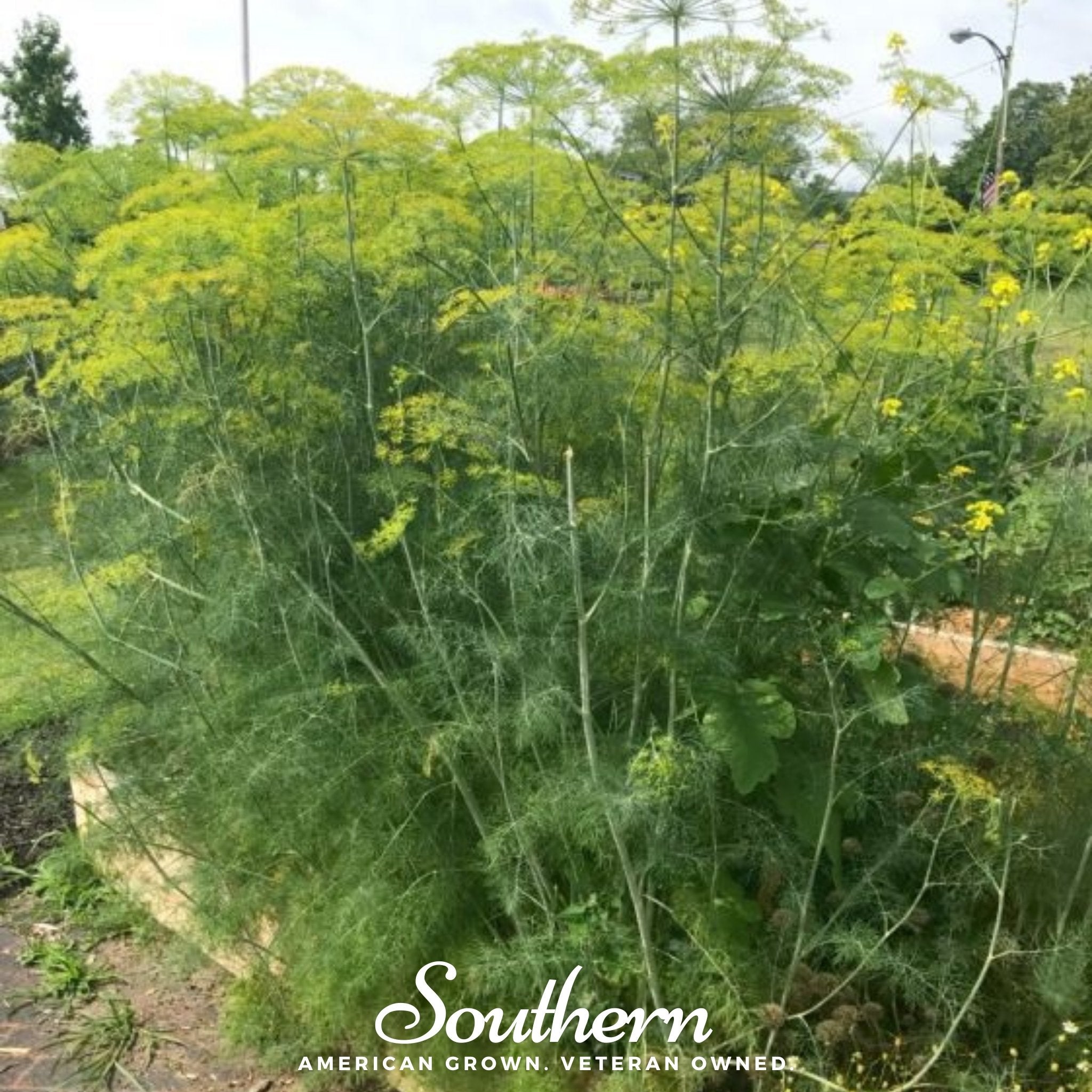 Dill, Mammoth Long Island (Anethum graveolens) - 100 Seeds seed packet from Seed Therapy – American - grown, heirloom seeds