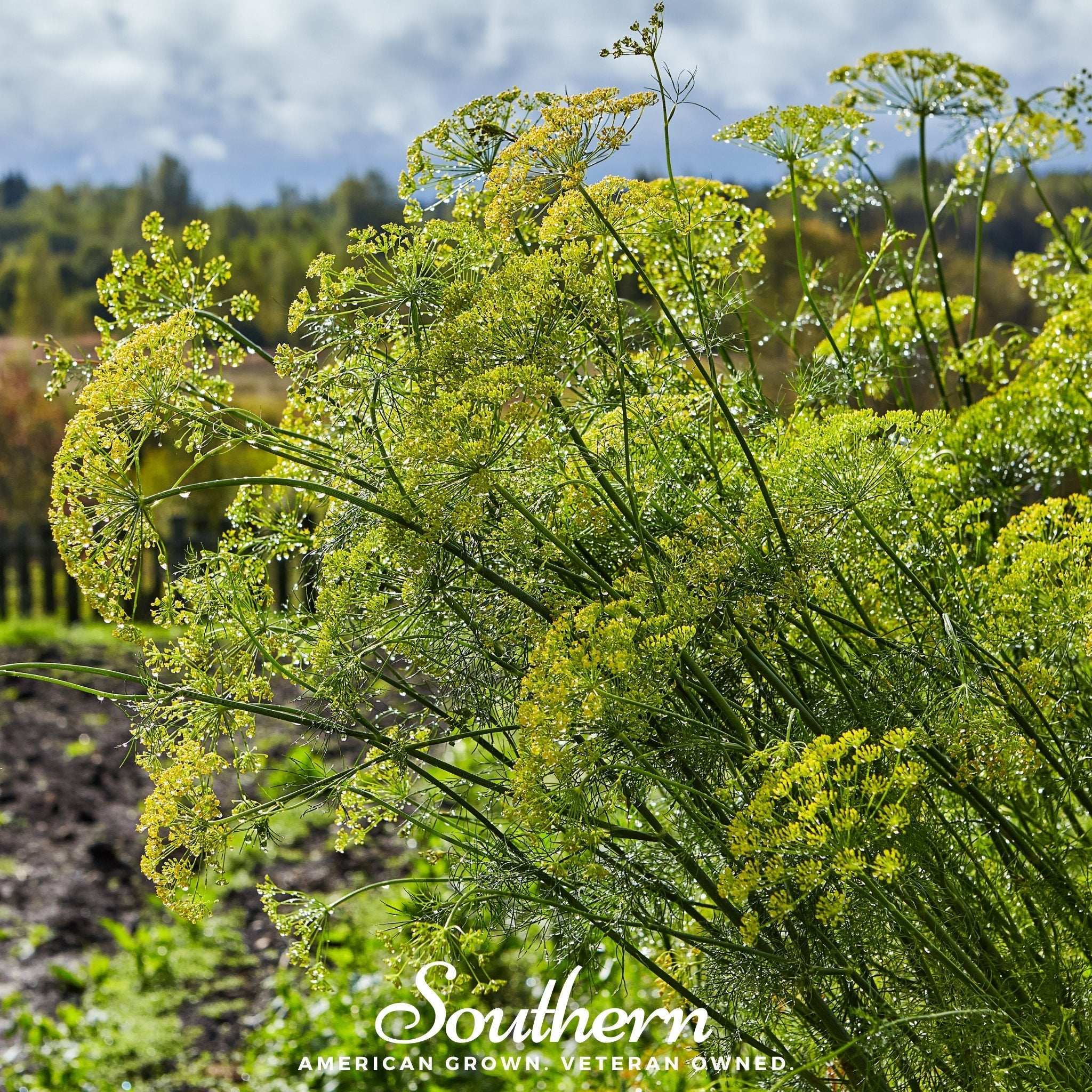 Dill, Mammoth Long Island (Anethum graveolens) - 100 Seeds seed packet from Seed Therapy – American - grown, heirloom seeds