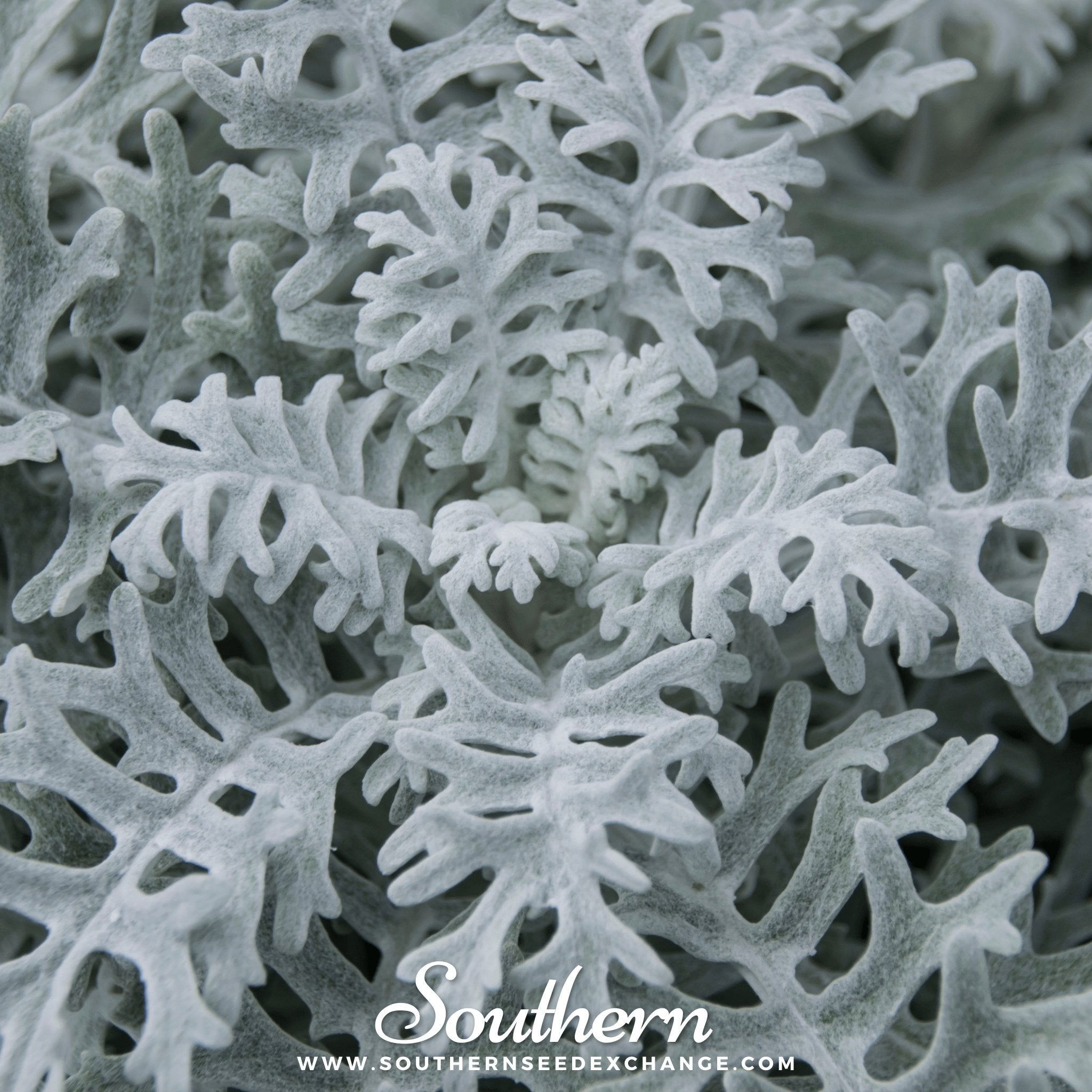 Dusty Miller Siverdust (Cineraria Maritima) - 200 Seeds seed packet from Seed Therapy – American - grown, heirloom seeds