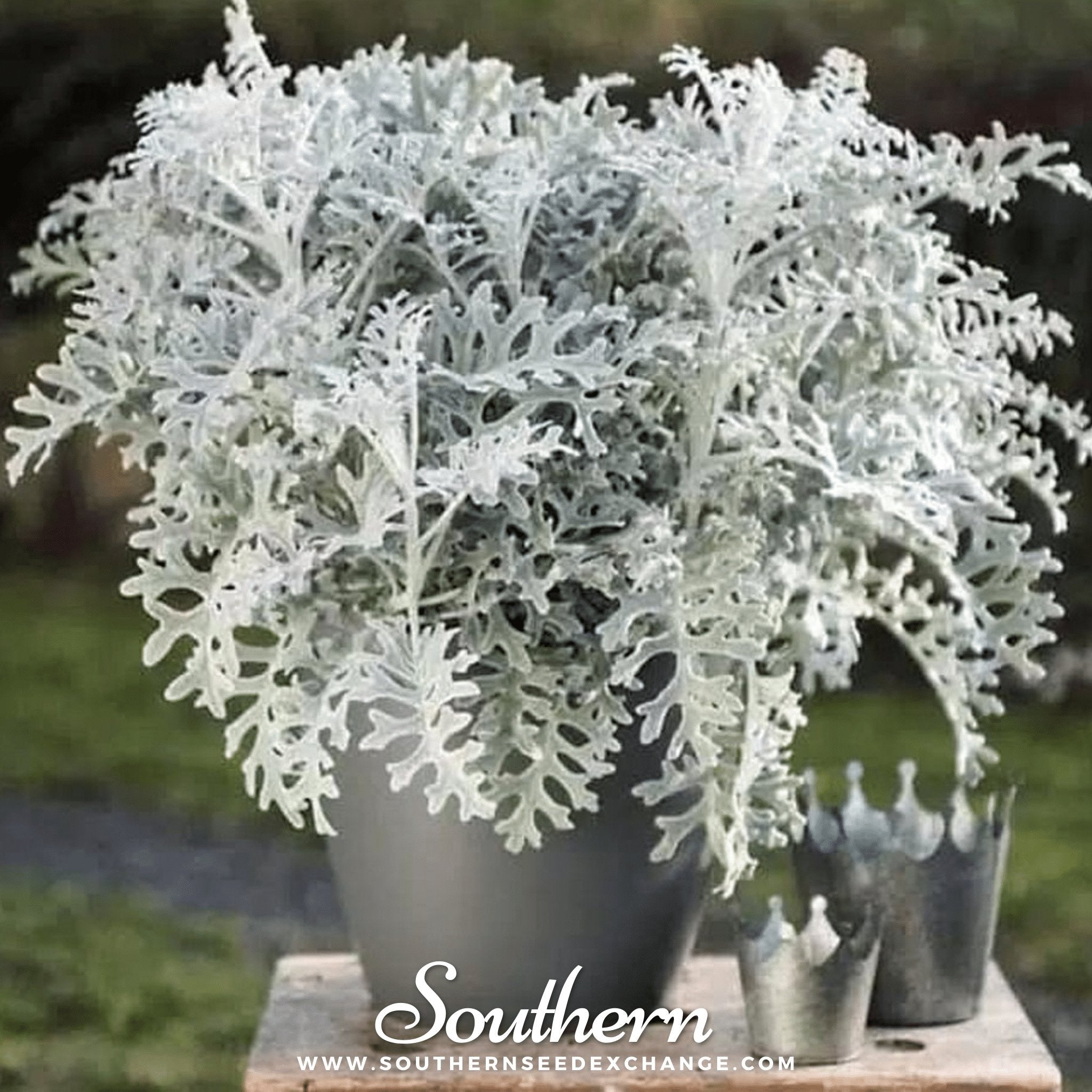 Dusty Miller Siverdust (Cineraria Maritima) - 200 Seeds seed packet from Seed Therapy – American - grown, heirloom seeds