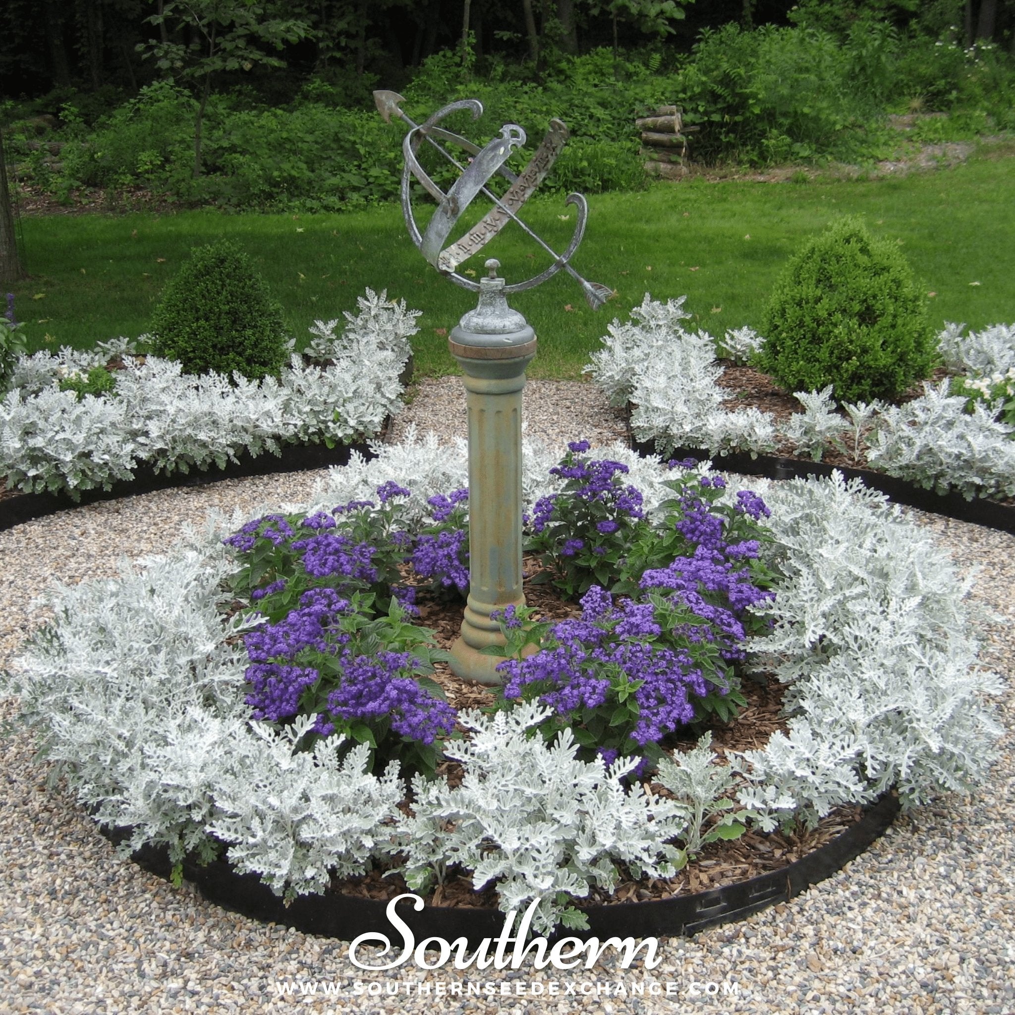 Dusty Miller Siverdust (Cineraria Maritima) - 200 Seeds seed packet from Seed Therapy – American - grown, heirloom seeds