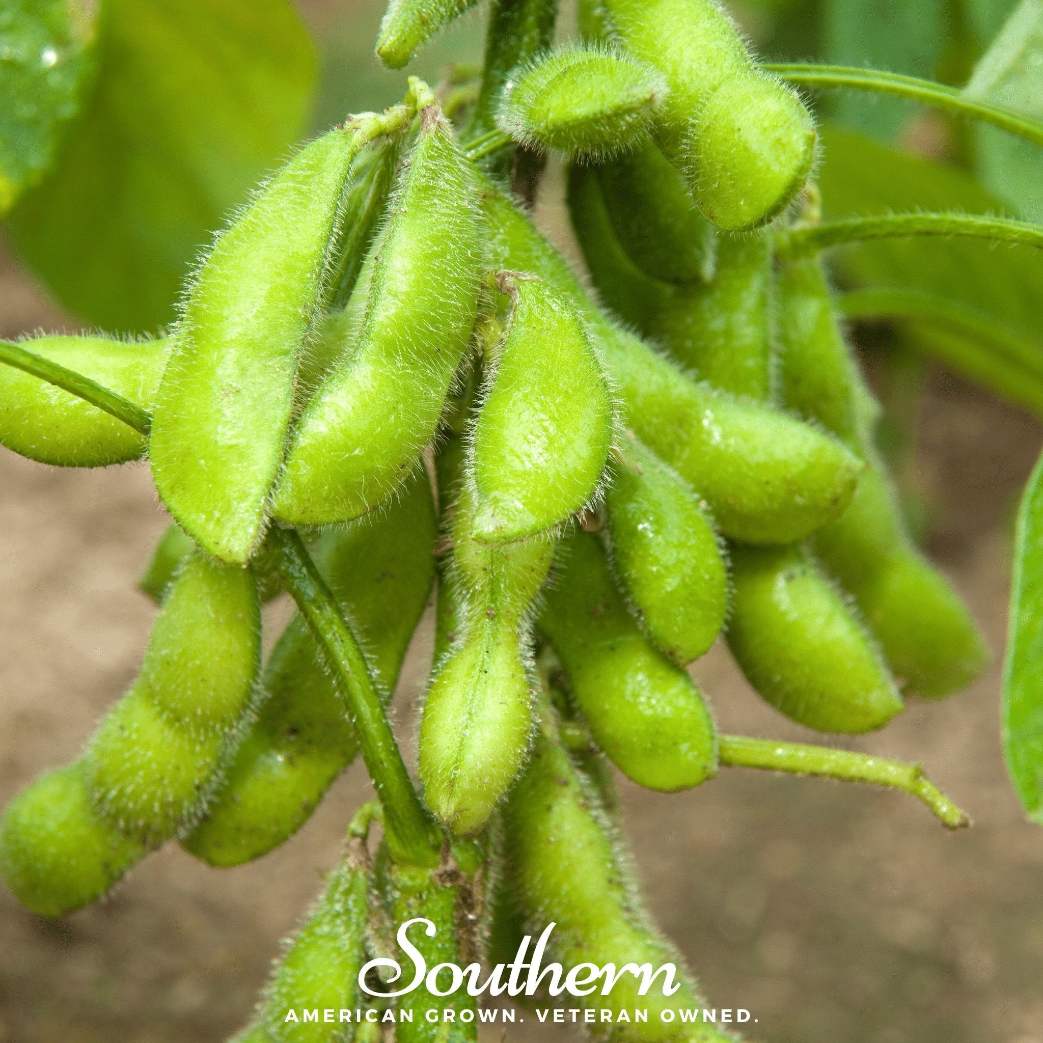 Edamame, Be Sweet Soybean (Glycine max) - 20 Seeds seed packet from Seed Therapy – American - grown, heirloom seeds