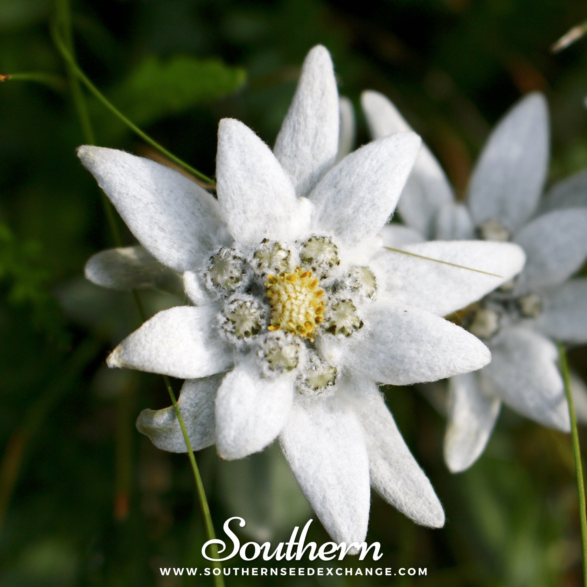 Edelweiss (Leontopodium Alpinum) - 100 Seeds seed packet from Seed Therapy – American - grown, heirloom seeds