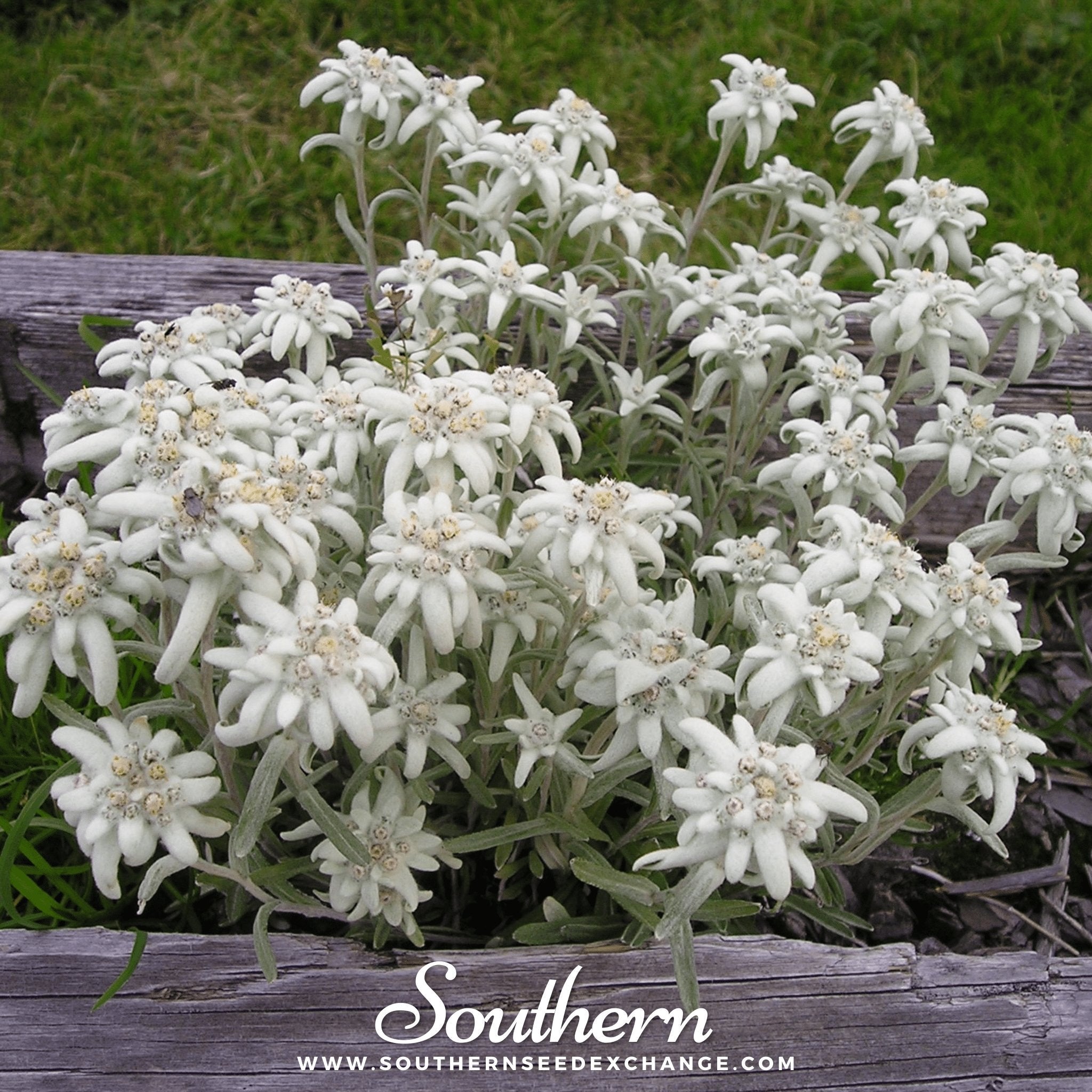 Edelweiss (Leontopodium Alpinum) - 100 Seeds seed packet from Seed Therapy – American - grown, heirloom seeds