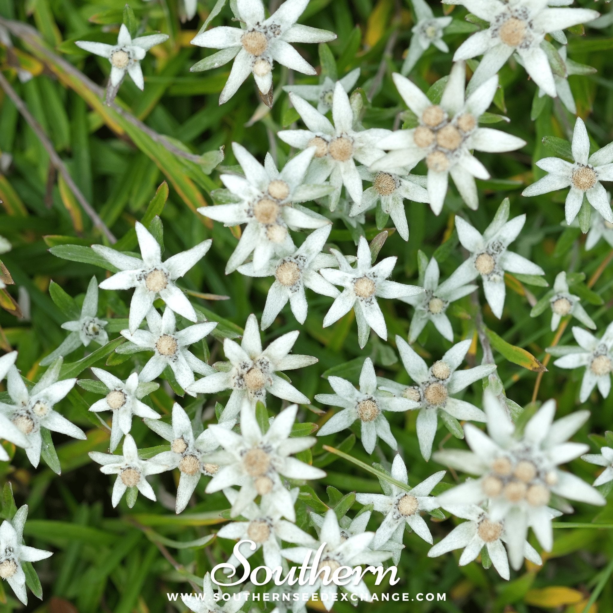Edelweiss (Leontopodium Alpinum) - 100 Seeds seed packet from Seed Therapy – American - grown, heirloom seeds