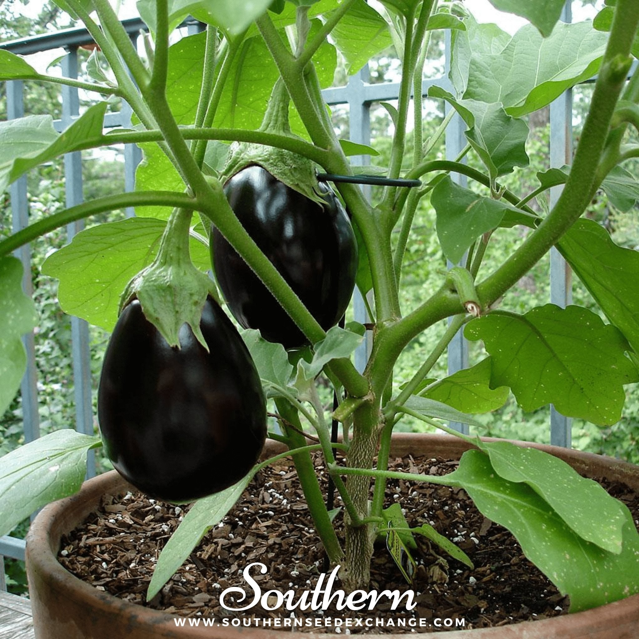 Eggplant, Black Beauty (Solanum melongena) - 50 Seeds seed packet from Seed Therapy – American - grown, heirloom seeds