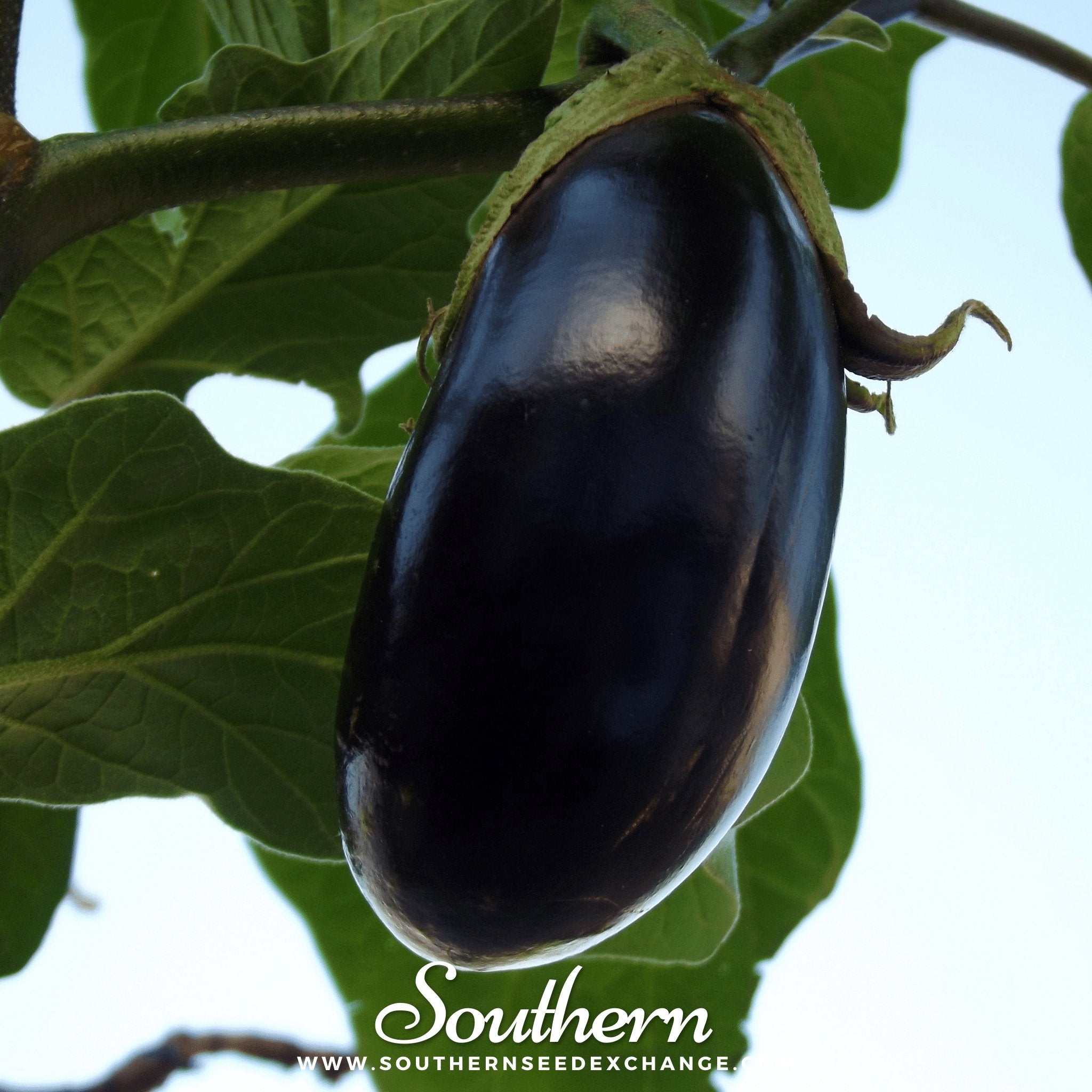 Eggplant, Black Beauty (Solanum melongena) - 50 Seeds seed packet from Seed Therapy – American - grown, heirloom seeds