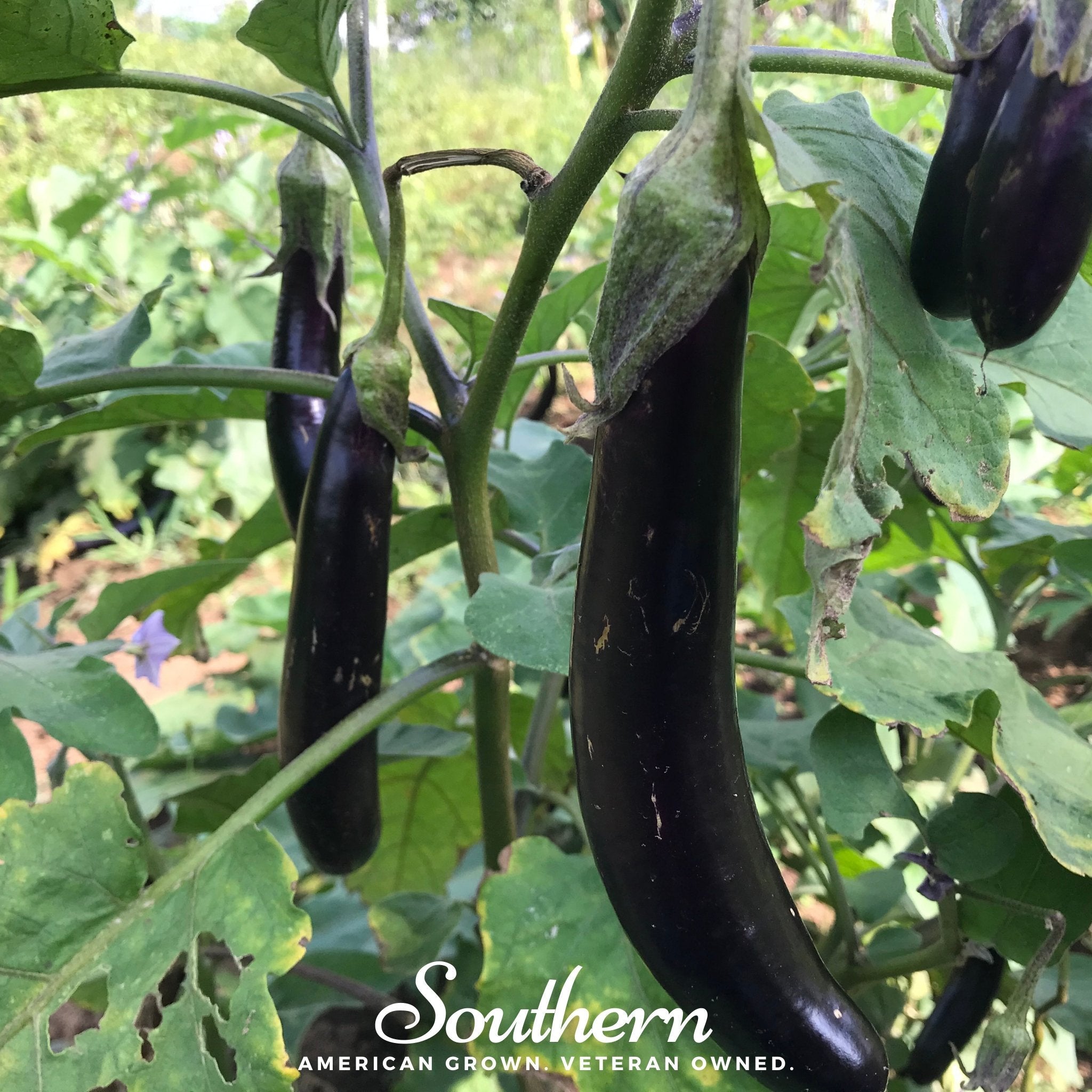 Eggplant, Long Purple (Solanum melongena) - 50 Seeds seed packet from Seed Therapy – American - grown, heirloom seeds