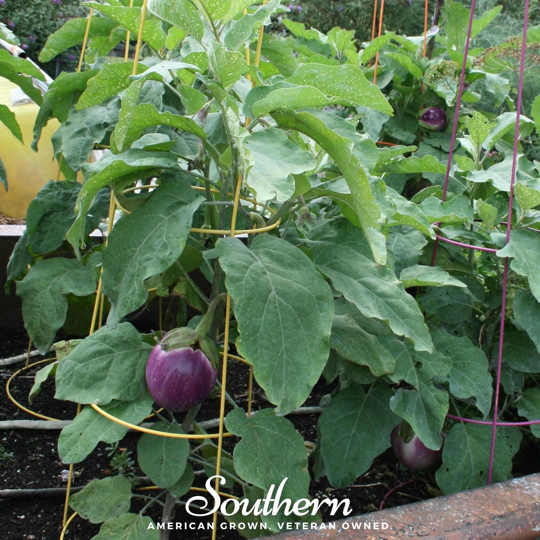 Eggplant, Rosa Bianca (Solanum melongena) - 100 Seeds seed packet from Seed Therapy – American - grown, heirloom seeds