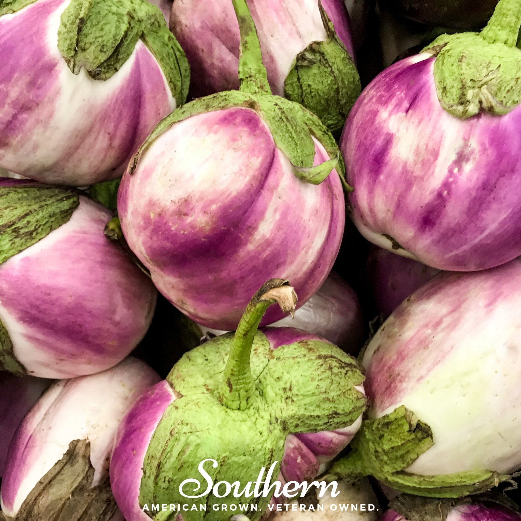 Eggplant, Rosa Bianca (Solanum melongena) - 100 Seeds seed packet from Seed Therapy – American - grown, heirloom seeds