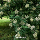 Elderberry, European Black (Sambucus nigra) - 50 Seeds seed packet from Seed Therapy – American - grown, heirloom seeds
