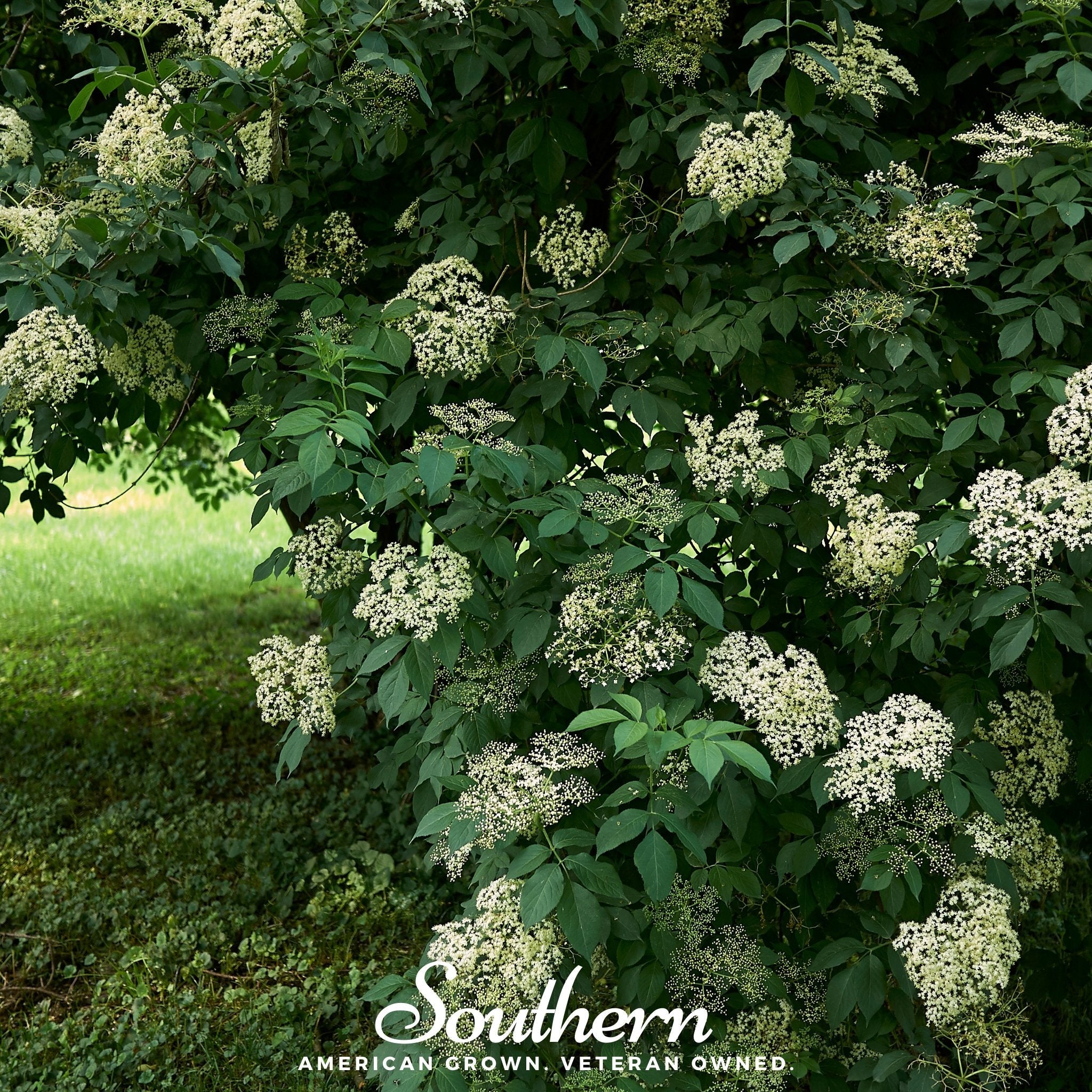 Elderberry, European Black (Sambucus nigra) - 50 Seeds seed packet from Seed Therapy – American - grown, heirloom seeds