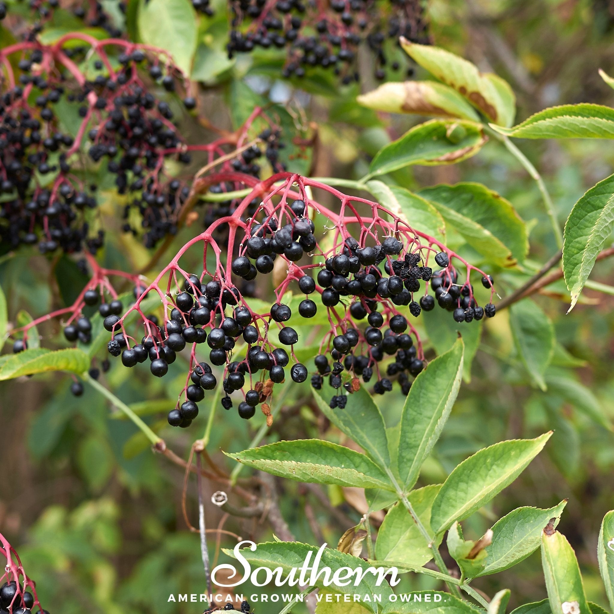 Elderberry, European Black (Sambucus nigra) - 50 Seeds seed packet from Seed Therapy – American - grown, heirloom seeds