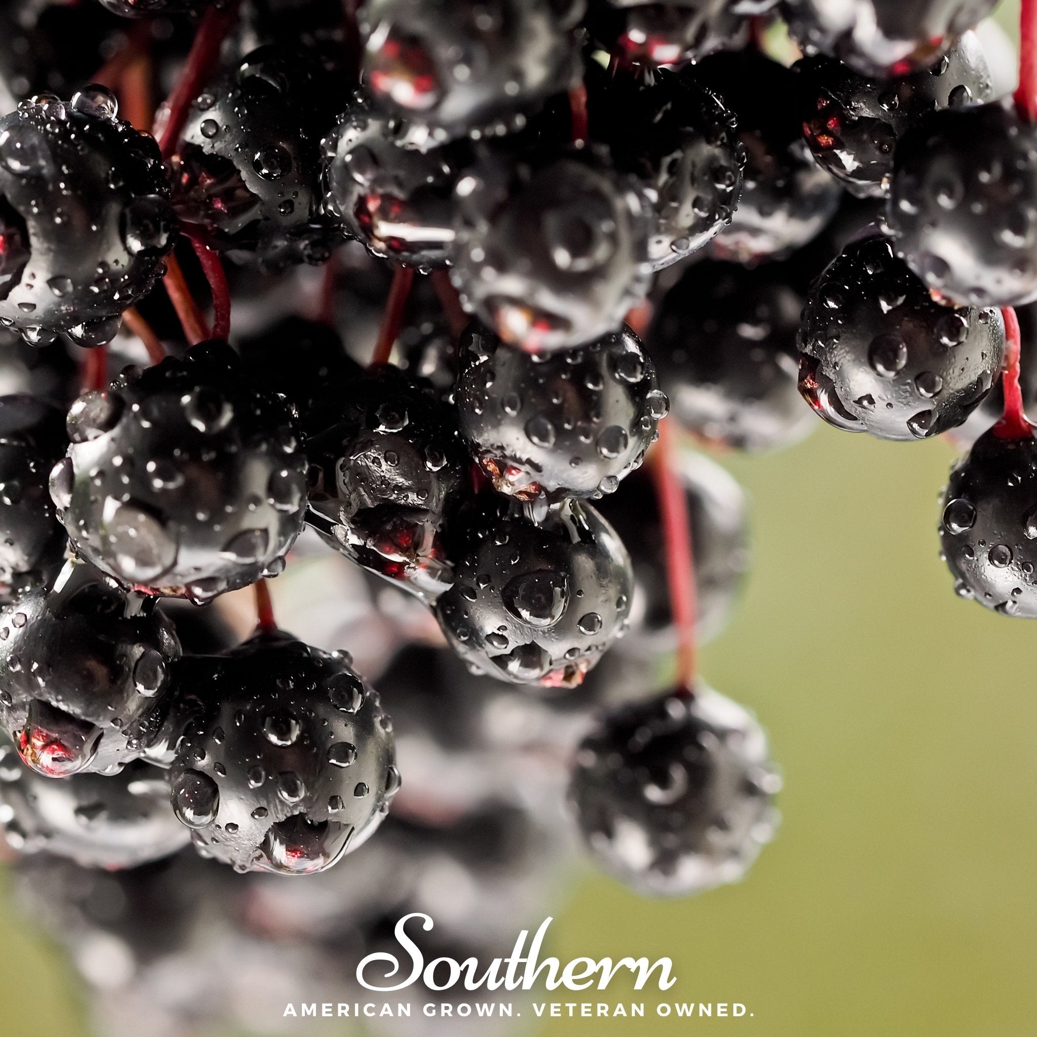 Elderberry, European Black (Sambucus nigra) - 50 Seeds seed packet from Seed Therapy – American - grown, heirloom seeds