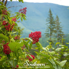 Elderberry, Pacific Red (Sambucus callicarpa) - 50 Seeds seed packet from Seed Therapy – American - grown, heirloom seeds