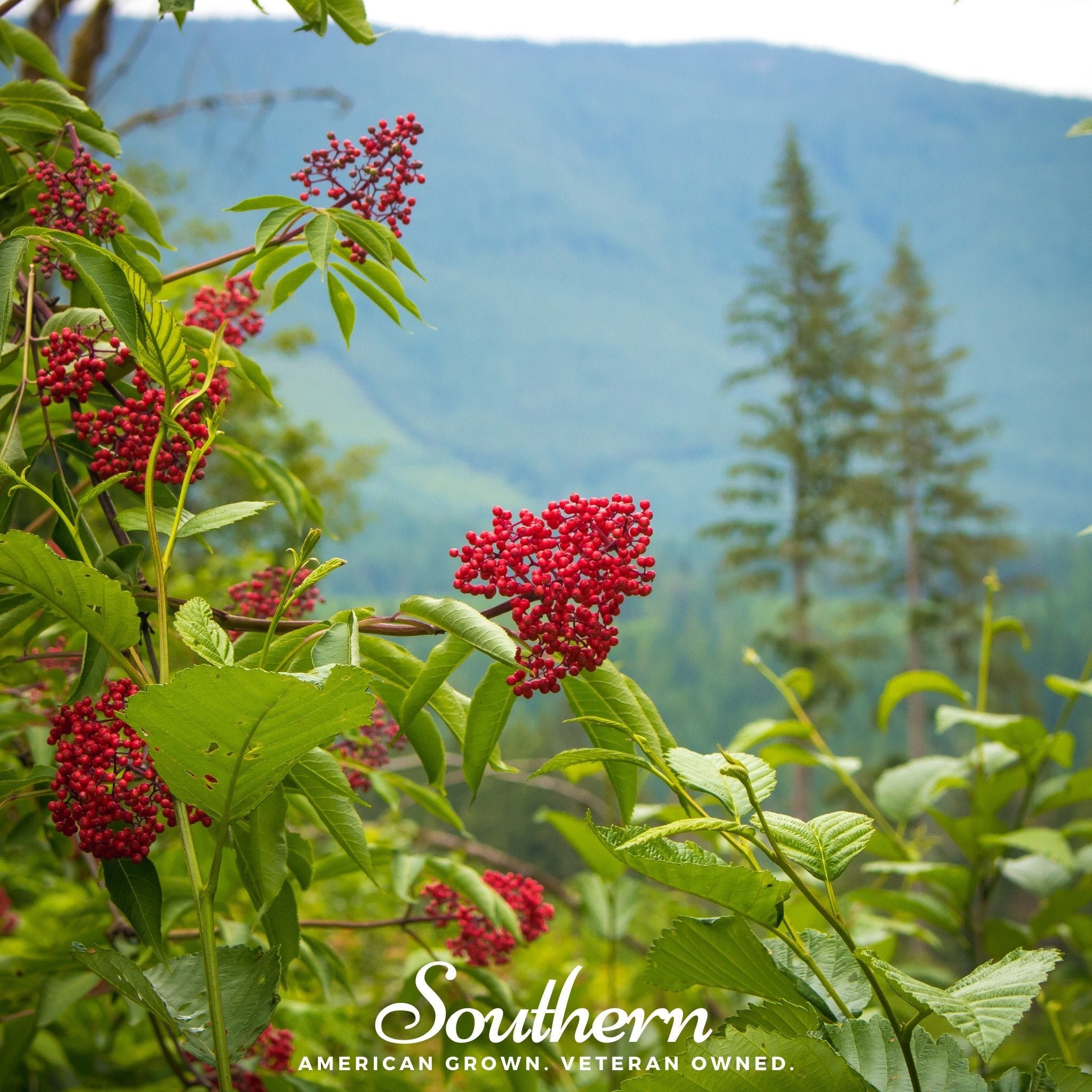 Elderberry, Pacific Red (Sambucus callicarpa) - 50 Seeds seed packet from Seed Therapy – American - grown, heirloom seeds