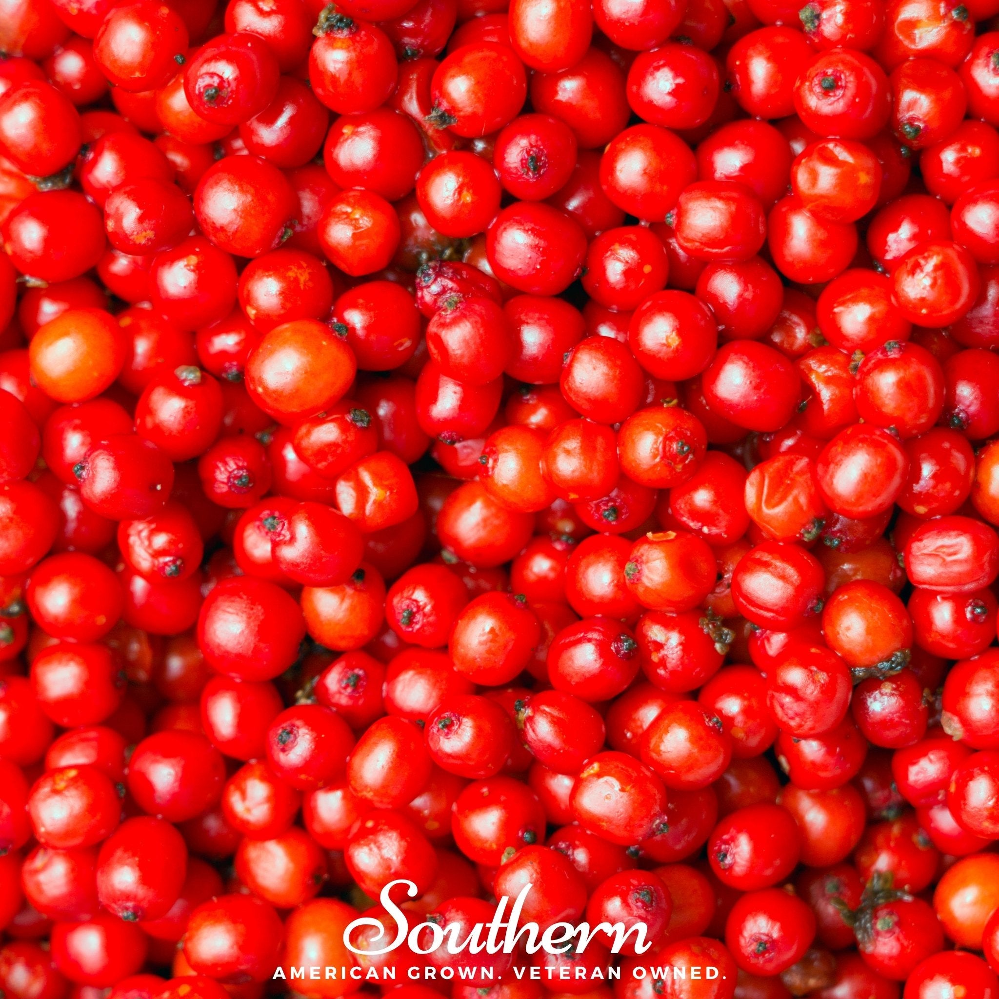 Elderberry, Pacific Red (Sambucus callicarpa) - 50 Seeds seed packet from Seed Therapy – American - grown, heirloom seeds