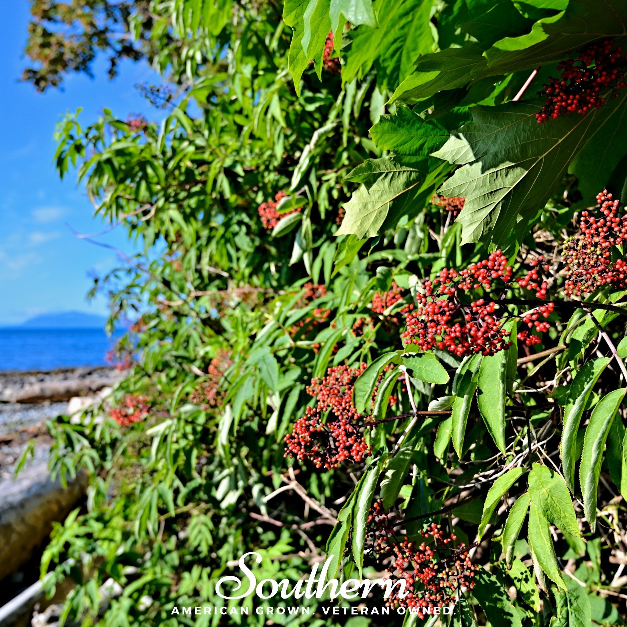 Elderberry, Pacific Red (Sambucus callicarpa) - 50 Seeds seed packet from Seed Therapy – American - grown, heirloom seeds