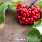 Elderberry, Pacific Red (Sambucus callicarpa) - 50 Seeds seed packet from Seed Therapy – American - grown, heirloom seeds